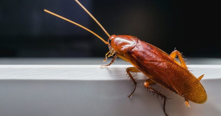 Crawling Chaos: Unmasking The Big Roach Invasion In Westchester County