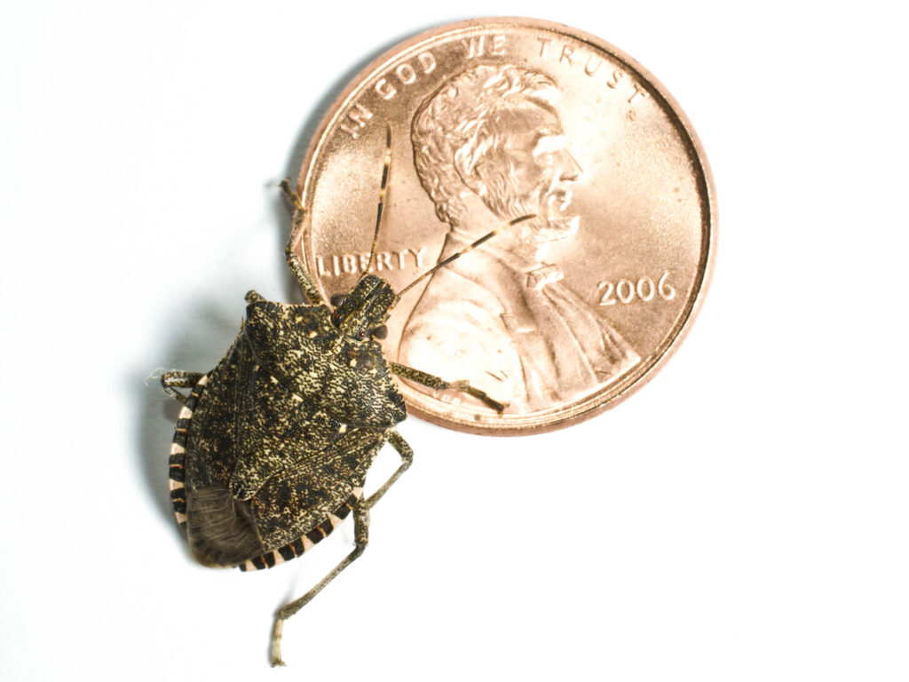stink bugs